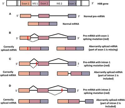 Frontiers Genetic Manipulation Strategies For Thalassemia A Review   901605 Thumb 400 